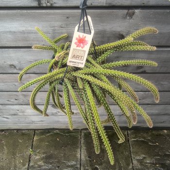 Aporocactus (Aporokaktus Malisonov) ´MALISONII´ - kont. C1L, výška 40-50 cm - Závesný kvetináč